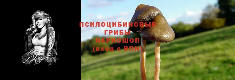 Галлюциногенные грибы Psilocybine cubensis  цены наркотик  Амурск 